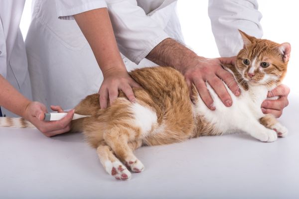 un chat roux et blanc est allongé sur le côté et des mains prennent sa tempéraure