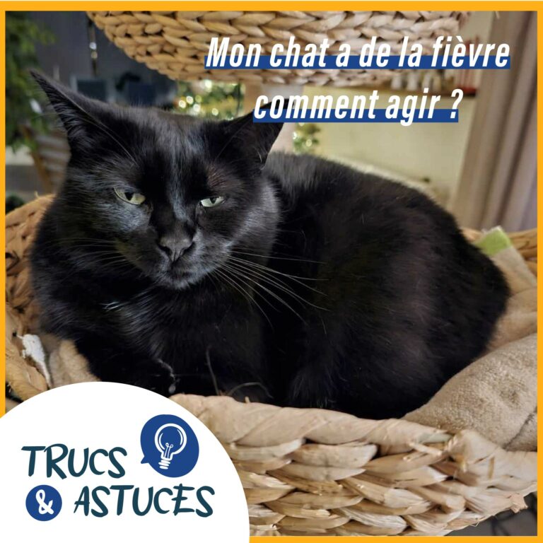 température fièvre chatte une chatte noire dort les yeux à moitié fermés