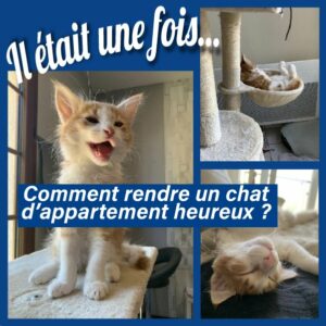 Une mosaïque de photo d'un chat roux et blanc heureux