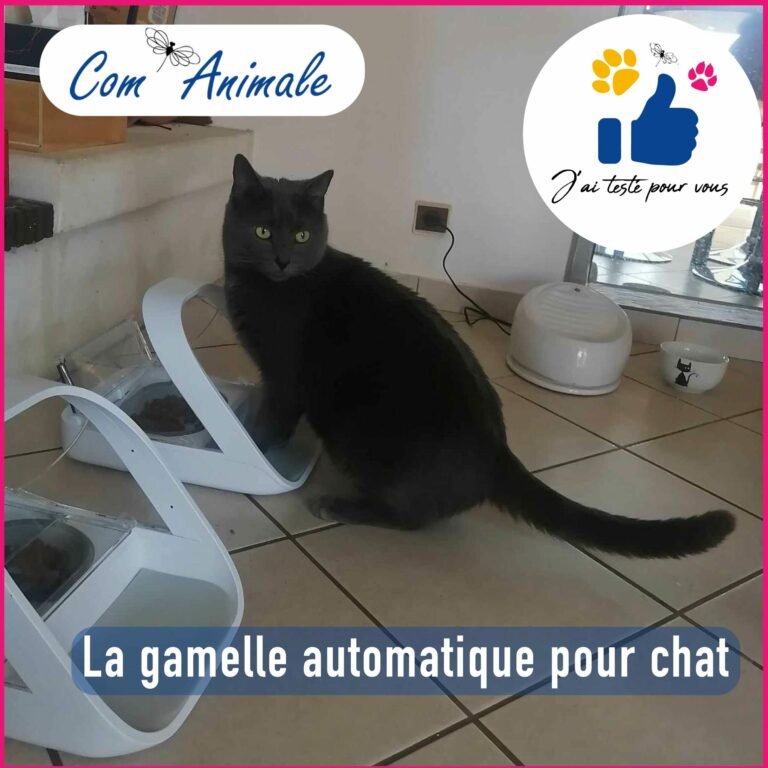 gamelle automatique chat Surefeed.JPG un chat gris foncé est assis devant une gamelle automatique blanche