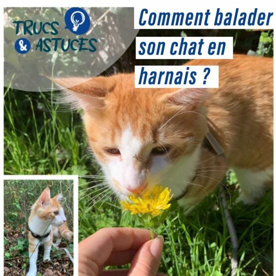 promenade chat harnais photo d'un chat roux et blanc portant un harnais
