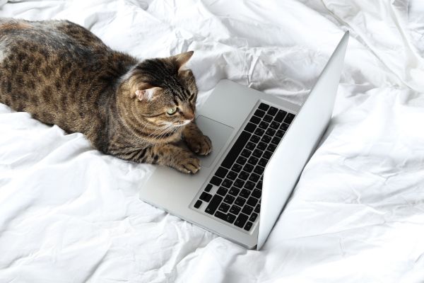 un chat tigré est allongé sur le clavier d'un ordinateur