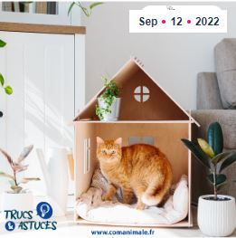 photo d'un chat roux dans une petite maison en carton