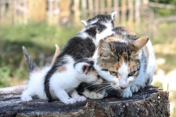 une maman chatte est à l'extérieur seule avec ses petits