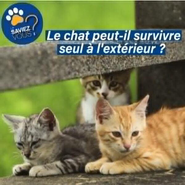 photos d'un chat roux et d'un chat gris tigré blottis sous une barrière