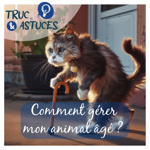 chat âgé photo photo d'un chat âgé qui marche avec une canne