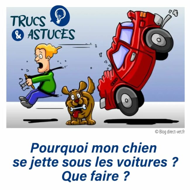 chien qui se jette sur une voiture Illustration d'une voiture rouge qui freine devant un chien qui traverse devant elle