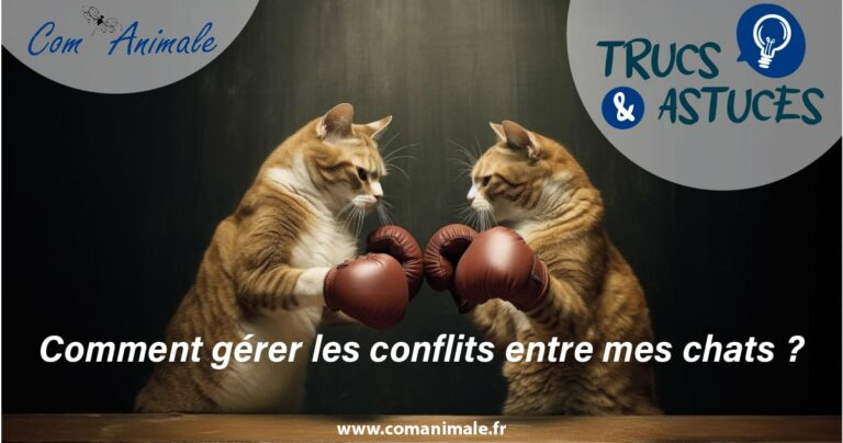 photo de deux chats tigrés face à face avec des gants de boxe pour représenter un conflit entre chats