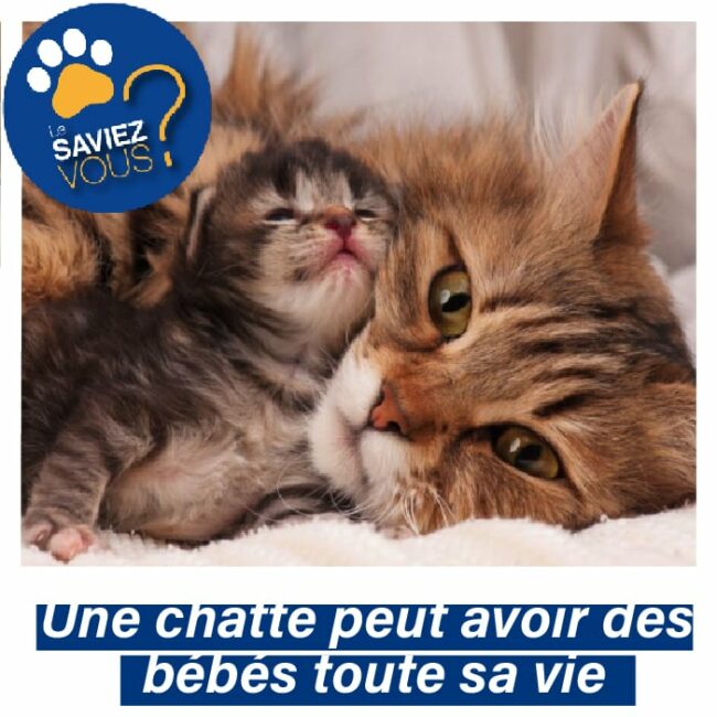 la ménopause chez la chatte une chatte tigrée marron serre contre elle un petit chaton