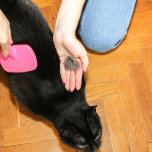 boules de poils chez le chat photo d'un chat noir et d'un humain qui le brosse et tient une boule de poils dans la main