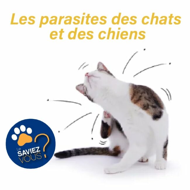 les parasites des chats et des chiens 0 photo d'un chat noir et blanc qui se gratte à causes des parasites
