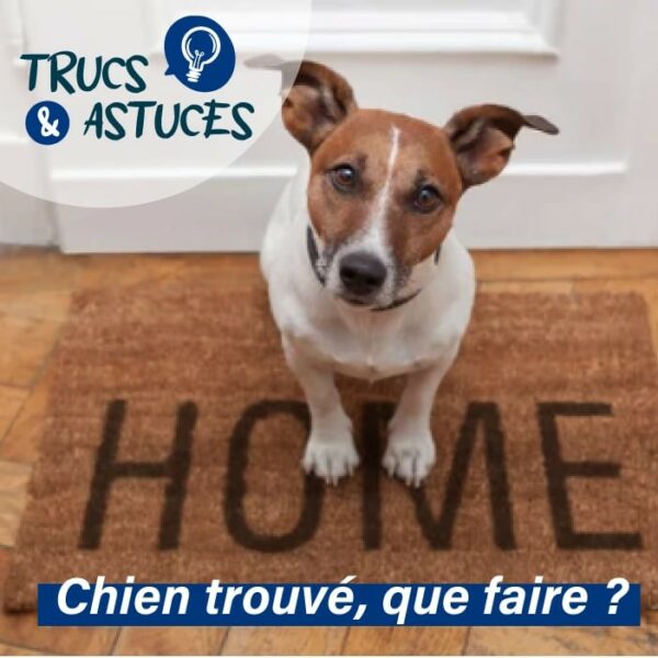 chien perdu, que faire photo d'un chien blanc et marron assis sur un paillasson