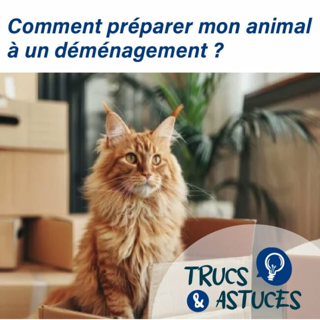 comment préparer ses animaux au déménagement photo d'un chat main coon avec un carton de déménagement