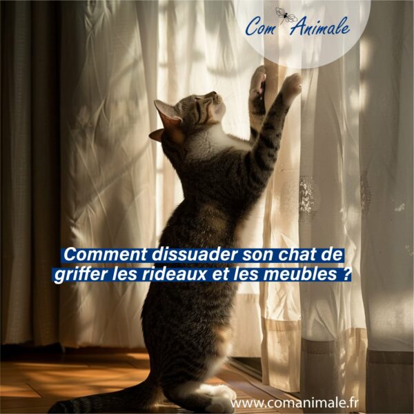 photo d'un chat debout sur ses pattes arrière en train de griffer un rideau avec ses pattes avant