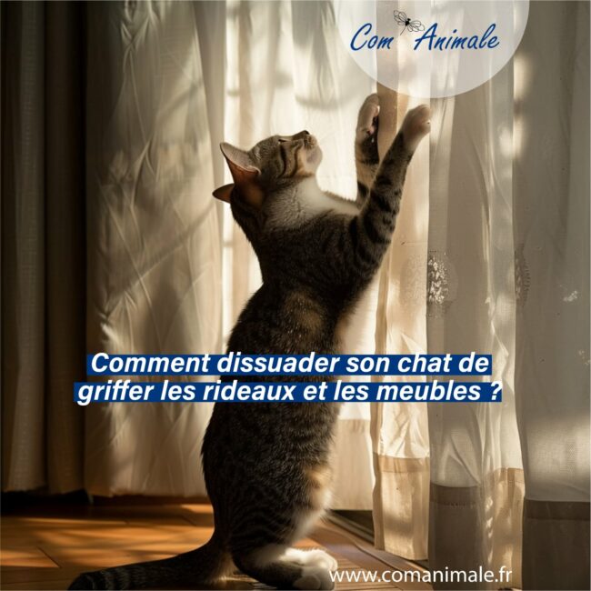 photo d'un chat debout sur ses pattes arrière en train de griffer un rideau avec ses pattes avant