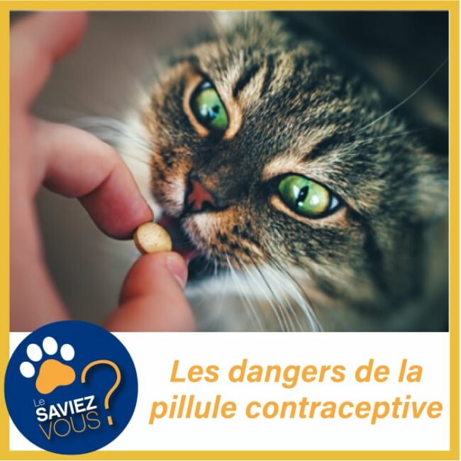 DANGERS DE LA PILULE 3 les dangers de la pilule contraceptive pour les chatte