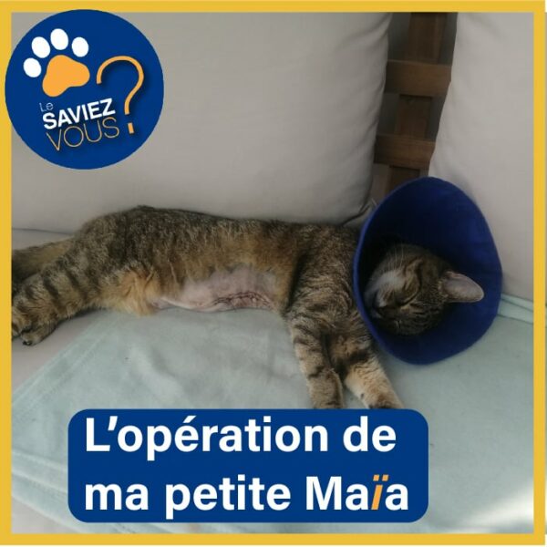 collerett chatte photo carré Photo d'une chatte tigrée allongée sur le côté avec une collerette autour du cou