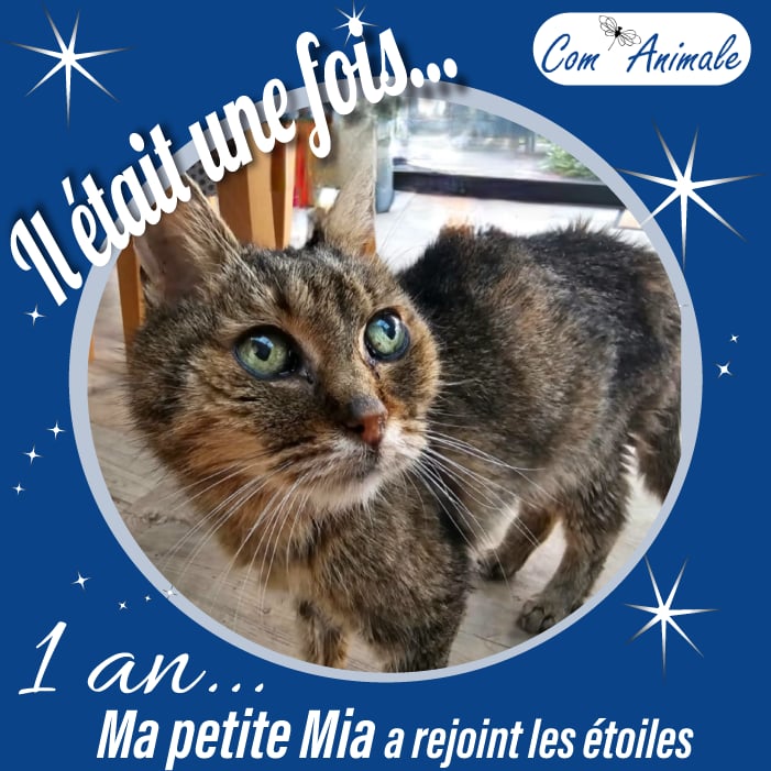 deuil animal maia montage photo d'une petite chatte tigrée aux yeux vert qui a rejoint les étoiles