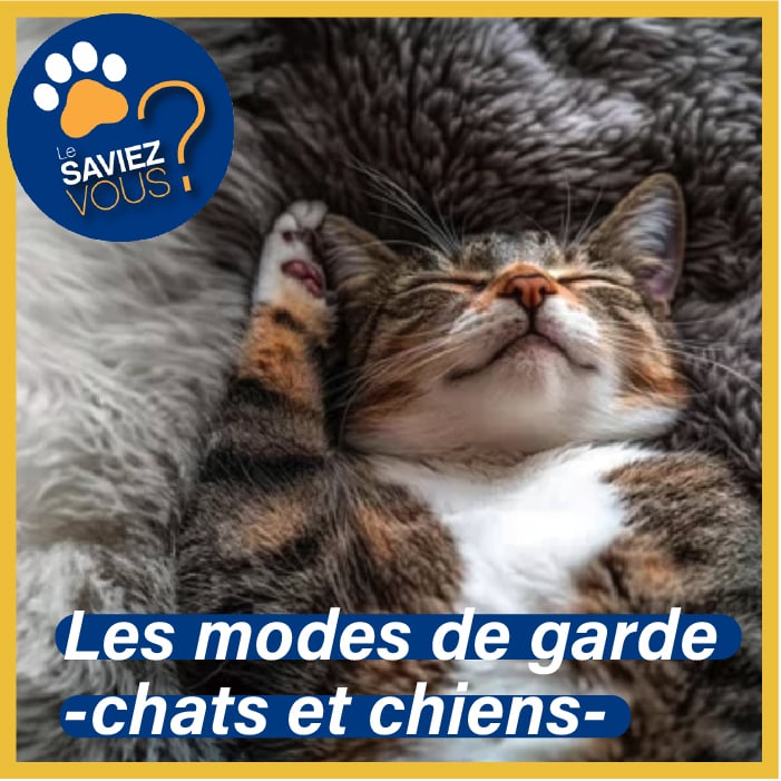 mode de garde chat et chien Photo d'un chaton profondément endormi sur un plaid confortable