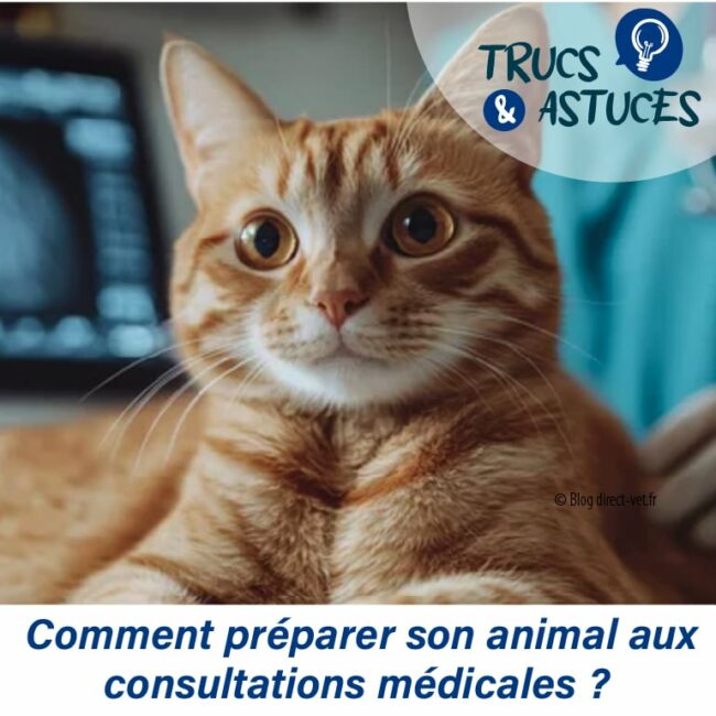 chat chien consultation vétérinaire photo d'un chat roux chez le vétérinaire