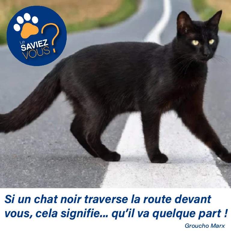 mythes et idées recues chats et chiens