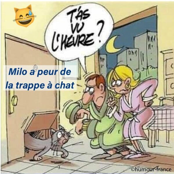 illustration d'un chat qui utilise une trappe à chat