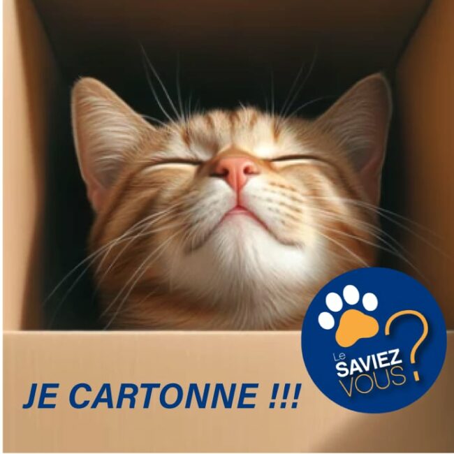 boîte en carton et chat photo d'un chat roux dans une boîte en carton