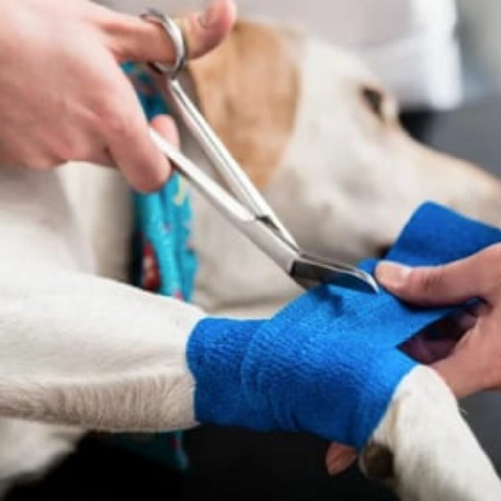 photo d'une patte de chien avec un bandage