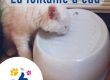 photo d'un chat qui boit dans une fontaine à eau