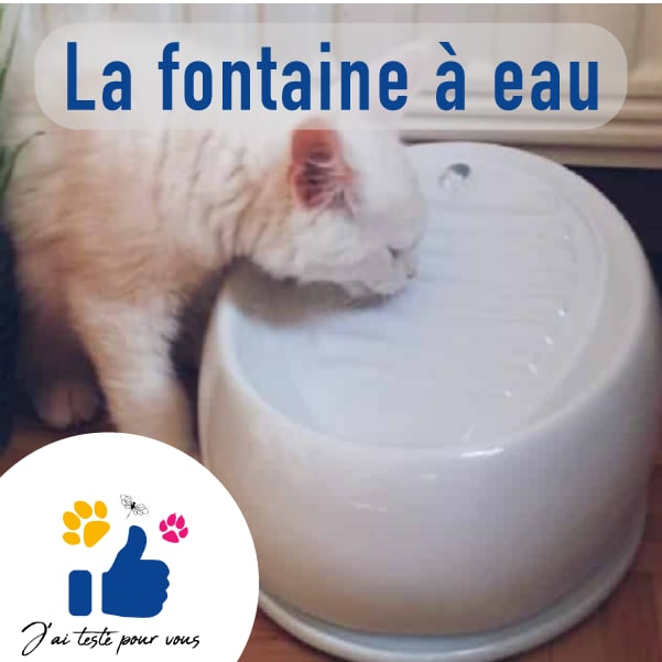 fontaine à eau pour chat photo d'un chat qui boit dans une fontaine à eau