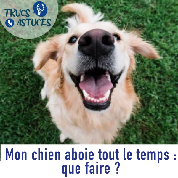photo d'un chien qui aboie