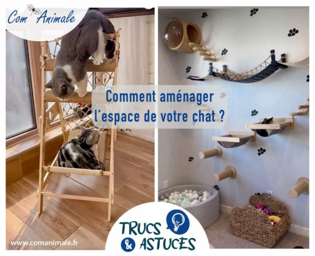 comment aménager l’espace pour votre chat photomontage de différents éléments pour aménager l'espace pour un chat