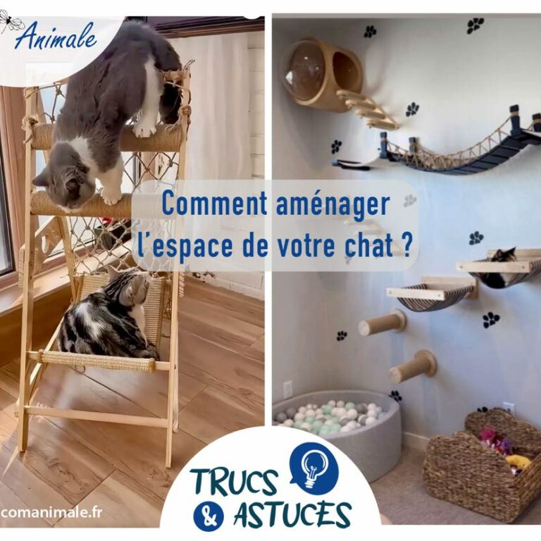 comment aménager l’espace pour votre chat photomontage de différents éléments pour aménager l'espace pour un chat