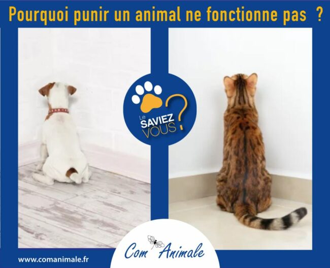 punition Chat Chien 1 photo d'un chat et d'un chien "au coin" qui symbolise la punition