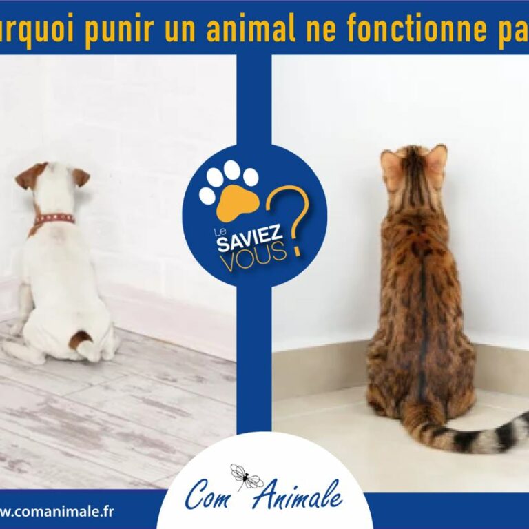 punition Chat Chien 1 photo d'un chat et d'un chien "au coin" qui symbolise la punition
