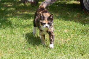 photo d'un chat qui court dans le jardin
