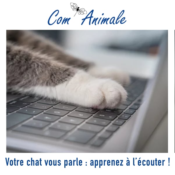 photo d'un chat qui exprime ses limites par son langage corporel