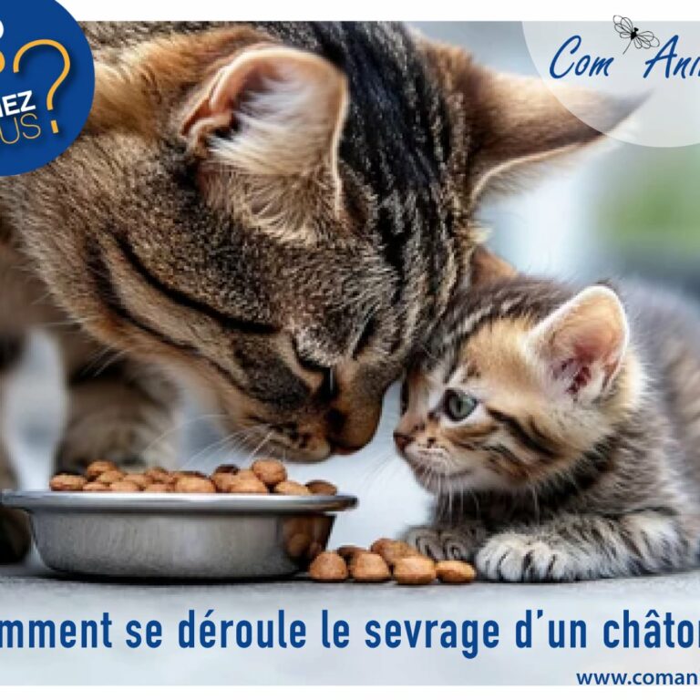 sevrage du chaton photo d'une maman chatte avec son chaton devant une gamelle de croquette
