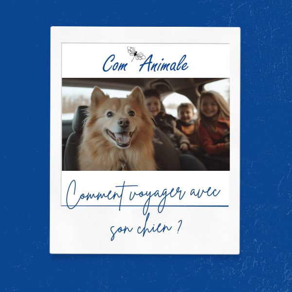 comment voyager avec son chien photo d'un chien dans une voiture départ en vacances