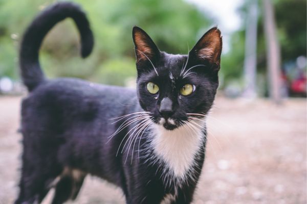 photo d'un chat noir aux yeux vert qui recourbe sa queue