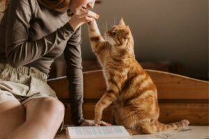 photo d'un chat qui tend sa patte dans la main d'une femme