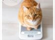 photo d'un chat roux en surpoids sur une balance