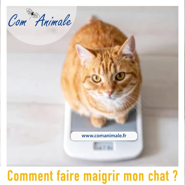 comment faire maigrir mon chat photo carré photo d'un chat roux en surpoids sur une balance