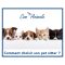 photo montage de chiens et de chats