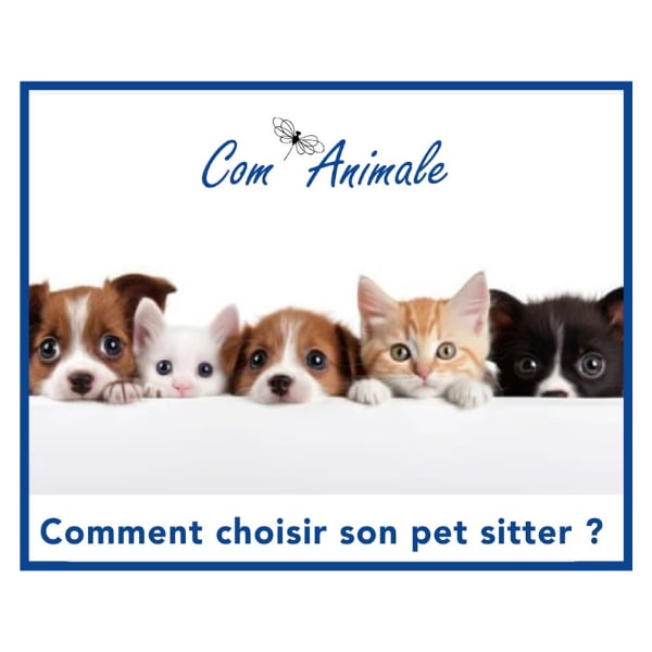 pet sitter photo montage de chiens et de chats
