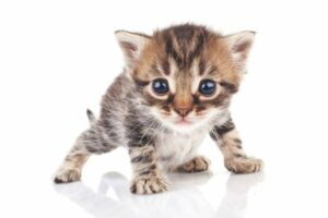 photo d'un chaton tigré aux yeux bleus