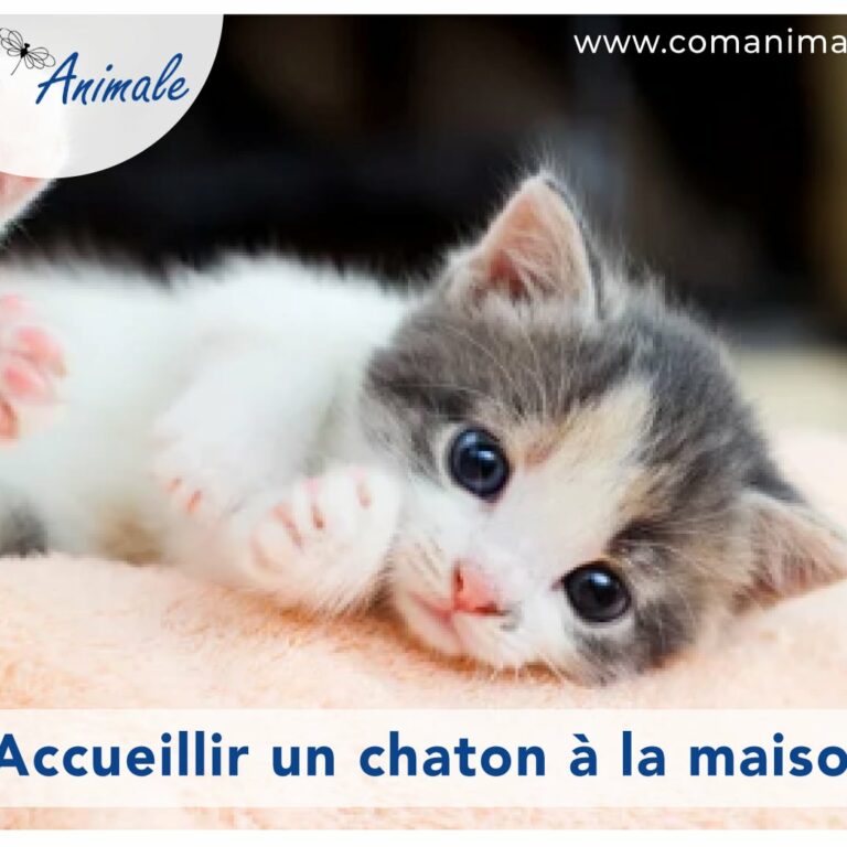 accueillir un chaton