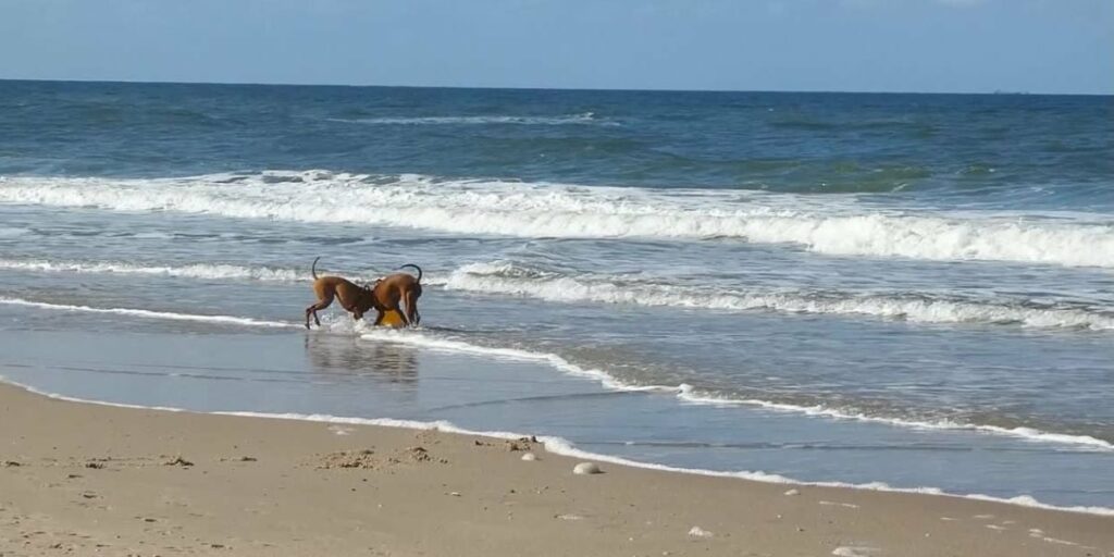 photo d'un chien hyper actif à la mer