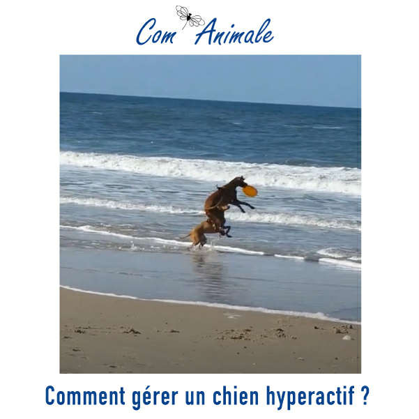 chien hyperactif photo carré comment gérer un chien hyperactif