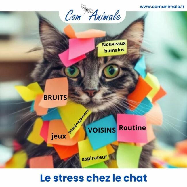 stress chez le chat photo montage du stress chez le chat
